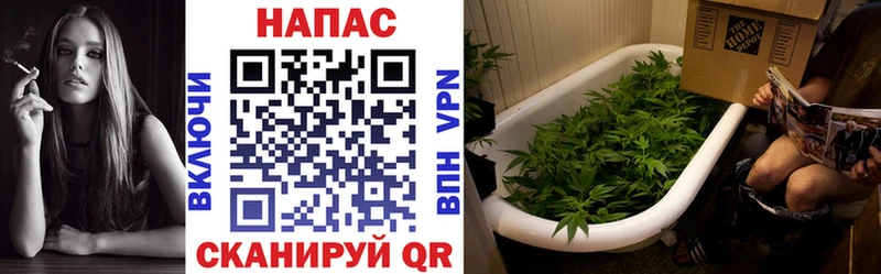 Каннабис MAZAR  Пикалёво 